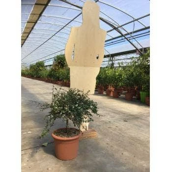 Vingerlimoen (Microcitrus Australasica) 4 Vingerlimoen (Microcitrus Australasica) - Afbeelding 2