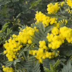 Mimosa Als Boom (Acacia Dealbata) -Aanbiedingen Bloem Land Winkel acacia dealbata 1