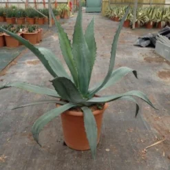 Agave (Agave Americana) -Aanbiedingen Bloem Land Winkel agave americana c12