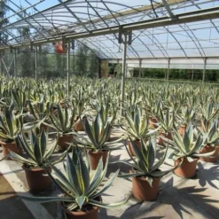 Agave (Agave Americana 'Variegata') -Aanbiedingen Bloem Land Winkel agave americana variegata