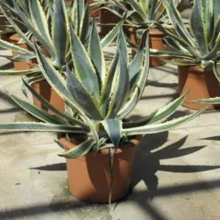 Agave (Agave Americana 'Variegata') -Aanbiedingen Bloem Land Winkel agave americana variegata 2