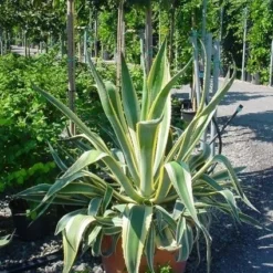 Agave (Agave Americana 'Variegata') -Aanbiedingen Bloem Land Winkel agave americana variegata 4