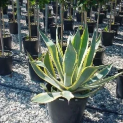 Agave (Agave Americana 'Variegata') -Aanbiedingen Bloem Land Winkel agave americana variegata 4 1