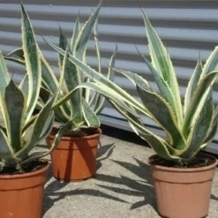 Agave (Agave Americana 'Variegata') -Aanbiedingen Bloem Land Winkel agave americana variegata 5