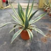 Agave (Agave Americana 'Variegata') 1 Agave (Agave Americana 'Variegata') -Aanbiedingen Bloem Land Winkel agave americana variegata c12