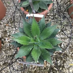 Winterharde Agave (Agave Montana) -Aanbiedingen Bloem Land Winkel agave montana