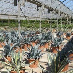 Winterharde Agave (Agave Montana) -Aanbiedingen Bloem Land Winkel agave montana 2