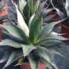 Winterharde Agave (Agave Montana) -Aanbiedingen Bloem Land Winkel agave montana c12