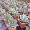 Winterharde Agave (Agave Ovalifolia) -Aanbiedingen Bloem Land Winkel agave ovalifolia