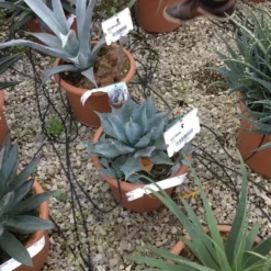 Winterharde Agave (Agave Parrasana) 7 Winterharde Agave (Agave Parrasana) -Aanbiedingen Bloem Land Winkel agave parrasana