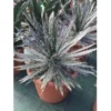Winterharde Agave (Agave Shidigera) -Aanbiedingen Bloem Land Winkel agave shidigera