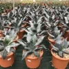 Winterharde Agave (Agave Colorata 'Supreme') -Aanbiedingen Bloem Land Winkel agavecolorata