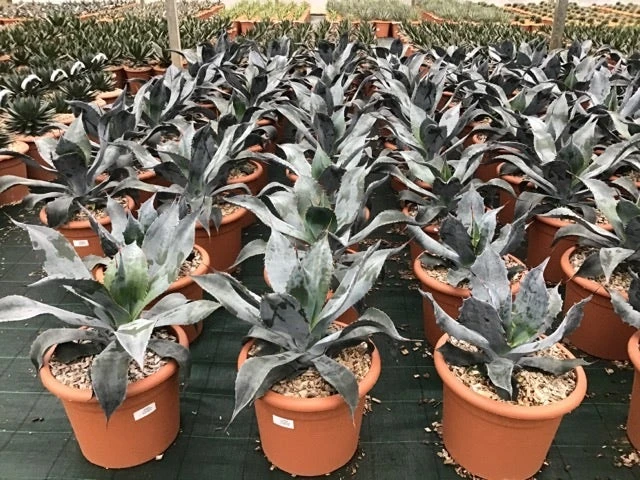 Winterharde Agave (Agave Colorata 'Supreme') 3 Winterharde Agave (Agave Colorata 'Supreme')