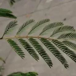 Perzische Slaapboom Als Struik (Albizia Julibrissin) -Aanbiedingen Bloem Land Winkel albizia julibrissin blad 2