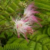 Perzische Slaapboom Als Struik (Albizia Julibrissin) -Aanbiedingen Bloem Land Winkel albizia julibrissin bloem