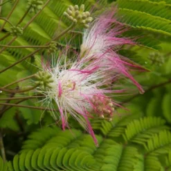 Perzische Slaapboom Als Struik (Albizia Julibrissin)