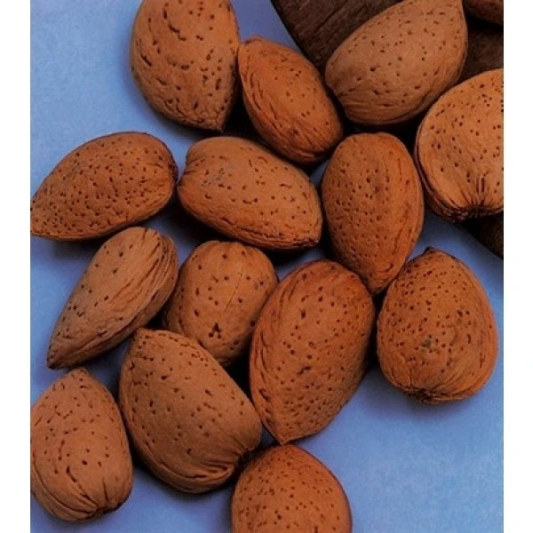 Amandelboom (Prunus Dulcis) 7 Amandelboom (Prunus Dulcis) - Afbeelding 5