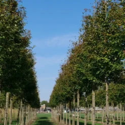 Krentenboom (Amelanchier Arborea 'Robin Hill') -Aanbiedingen Bloem Land Winkel amelanchier arborea robin hill 20 25 30 oc 2