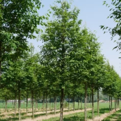 Krentenboom (Amelanchier Arborea 'Robin Hill') -Aanbiedingen Bloem Land Winkel amelanchier arborea robin hill 25 30 oc 2