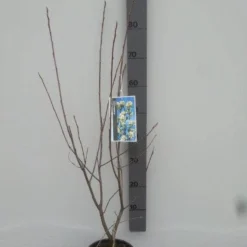 Krentenboom (Amelanchier Laevis 'Ballerina') -Aanbiedingen Bloem Land Winkel amelanchier ballerina