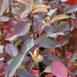 Krentenboom (Amelanchier Laevis 'Ballerina') -Aanbiedingen Bloem Land Winkel amelanchier ballerina 1