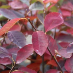 Aanbiedingen Bloem Land Winkel -Aanbiedingen Bloem Land Winkel amelanchier ballerina 2