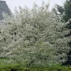 Canadese Krentenboom (Amelanchier Canadensis) -Aanbiedingen Bloem Land Winkel amelanchier canadensis