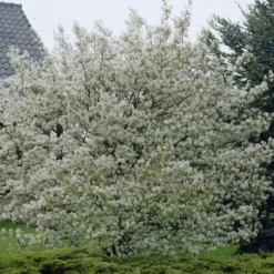 Canadese Krentenboom (Amelanchier Canadensis)