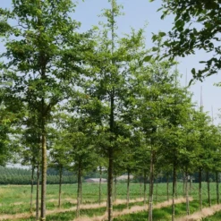 Krent Als Boom (Amelanchier Lamarckii) 10 Krent Als Boom (Amelanchier Lamarckii) -Aanbiedingen Bloem Land Winkel amelanchier lamarckii s 18 20