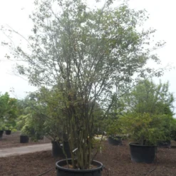 Krentenboom Als Struik (Amelanchier Lamarckii) -Aanbiedingen Bloem Land Winkel amelanchier lamarckii 400 500 c750