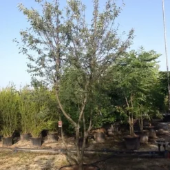 Meerstammige Krentenboom (Amelanchier Lamarckii) -Aanbiedingen Bloem Land Winkel amelanchierlammarckii04