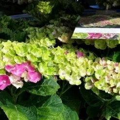 Hortensia (Hydrangea 'Magical Jewel Pink') -Aanbiedingen Bloem Land Winkel amethyst01c