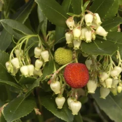 Aardbeiboom (Arbutus Unedo) -Aanbiedingen Bloem Land Winkel arbutus unedo 1