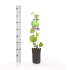 Duitse Pijp (Aristolochia Macropylla) -Aanbiedingen Bloem Land Winkel aristolochia durior macrophylla