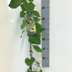 Duitse Pijp (Aristolochia Macropylla) -Aanbiedingen Bloem Land Winkel aristolochia macrophylla 80 100 c2