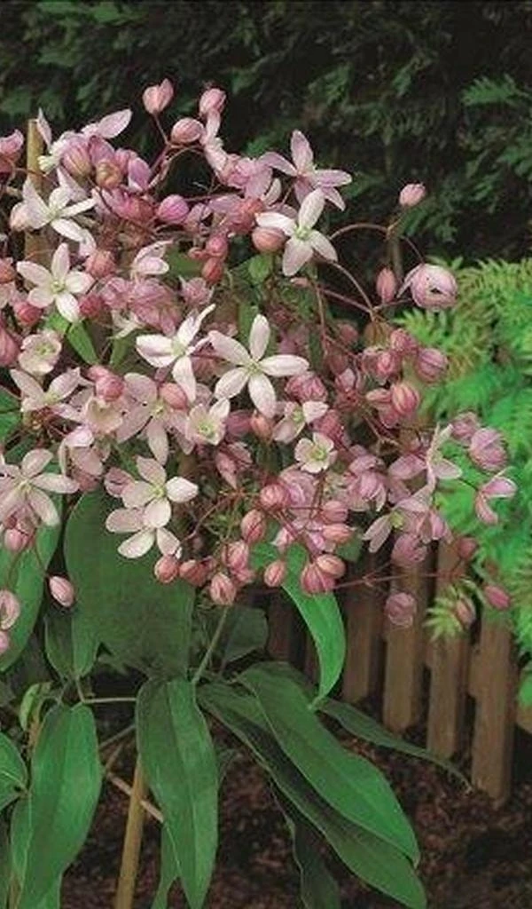 Groenblijvende Clematis (Clematis Armandii 'Hendersonii Rubra') 3 Groenblijvende Clematis (Clematis Armandii 'Hendersonii Rubra')