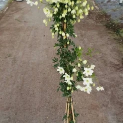 Groenblijvende Clematis (Clematis 'Avalanche') -Aanbiedingen Bloem Land Winkel avalanche r 180cm