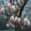 Beverboom (Magnolia Soulangeana Als Boom) -Aanbiedingen Bloem Land Winkel beverboom magnolia soulangeana 507 644