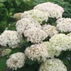 Hortensia (Hydrangea 'BellaRagazza Blanchetta') -Aanbiedingen Bloem Land Winkel blanchettadwergannabelle