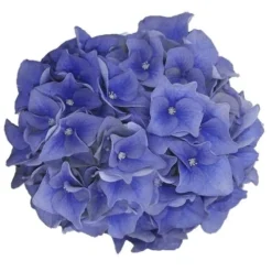 Hortensia Blue Ballad (Hydrangea 'Music Collection') -Aanbiedingen Bloem Land Winkel blue ballad