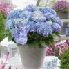 Hortensia Blue Ballad (Hydrangea 'Music Collection') 1 Hortensia Blue Ballad (Hydrangea 'Music Collection') -Aanbiedingen Bloem Land Winkel blue ballad 4