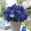 Hortensia Blue Boogiewoogie (Hydrangea 'Music Collection') -Aanbiedingen Bloem Land Winkel blue boogiewoogie 2 3