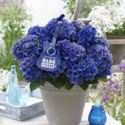 Hortensia Blue Boogiewoogie (Hydrangea 'Music Collection')