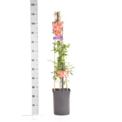 Trompetbloem (Campsis Tagliabuana 'Mme Galen') -Aanbiedingen Bloem Land Winkel campsis t. madame galen 1.00 1.25