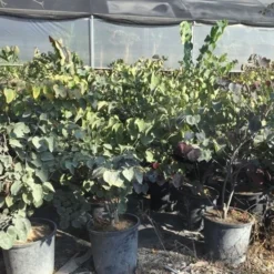 Judasboom Als Struik (Cercis Canadensis 'Forest Pansy') -Aanbiedingen Bloem Land Winkel cercis canadensis forest pansy 100 125 cm