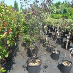 Judasboom Als Struik (Cercis Canadensis 'Forest Pansy') -Aanbiedingen Bloem Land Winkel cercis canadensis forest pansy 125 150