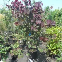 Judasboom Als Struik (Cercis Canadensis 'Forest Pansy') -Aanbiedingen Bloem Land Winkel cercis canadensis forest pansy 150 175