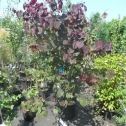 Judasboom Als Struik (Cercis Canadensis 'Forest Pansy') -Aanbiedingen Bloem Land Winkel cercis canadensis forest pansy 150 175 1
