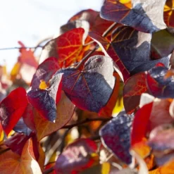 Treur Judasboom (Cercis Canadensis 'Ruby Falls') -Aanbiedingen Bloem Land Winkel cercis canadensis ruby falls02