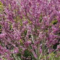 Aanbiedingen Bloem Land Winkel 7 Chinese Judasboom (Cercis Chinensis 'Avondale')